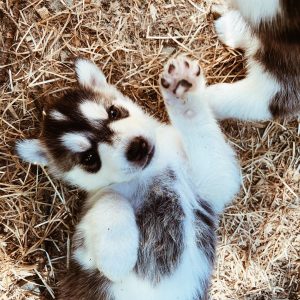 chiots réseaux sociaux