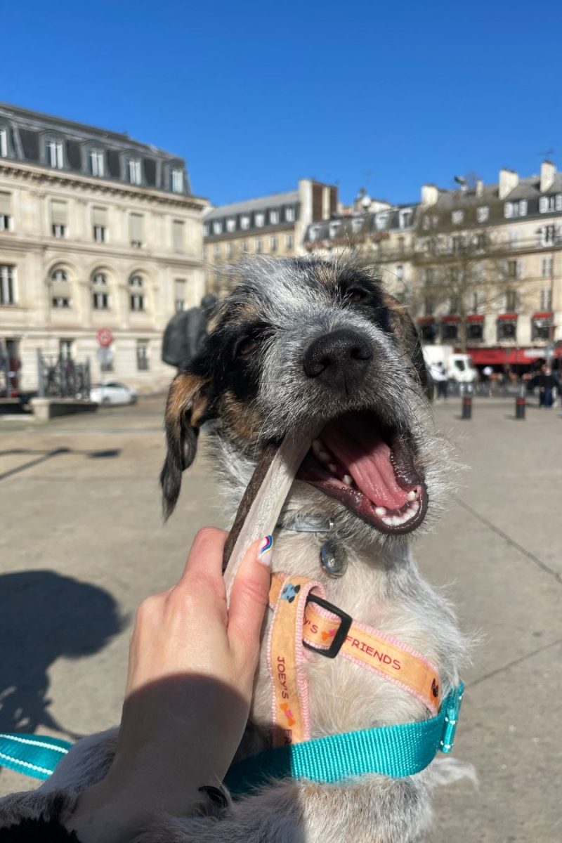 marionwithdogs